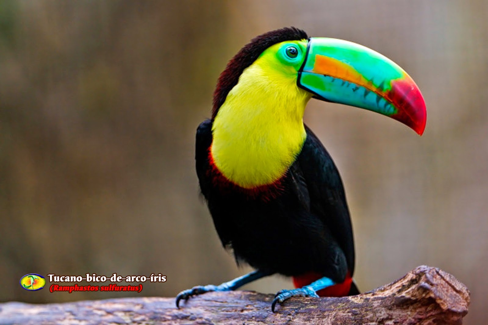 Zoologia Tucanobicodearcoíris (Ramphastos sulfuratus)